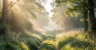 Ein schmaler Weg führt durch eine stille Landschaft im weichen Morgenlicht. Auf den Gräsern liegt Tau, die Farben sind zurückhaltend und warm. Das Bild wirkt ruhig und offen.