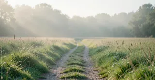 Ruhige Naturszene im frühen Morgenlicht: ein schmaler Weg oder eine offene Wiese mit sanft bewegten Gräsern, weiche Farben und viel freier Raum vermitteln Stille und Entlastung.